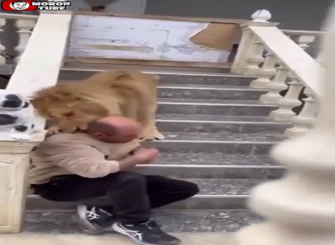 Video :A guy is attacked by a captured lion